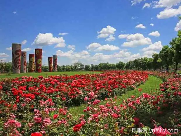 聊城月季市花文化和景觀圖集(圖2)