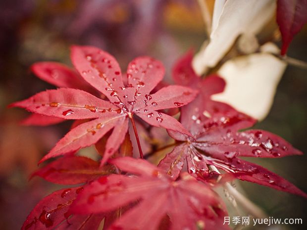 日本紅楓、美國(guó)紅楓、中國(guó)紅楓到底有何不同？(圖1)