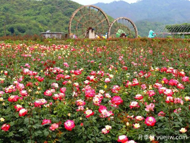 東陽(yáng)月季市花文化和景觀圖集(圖2)