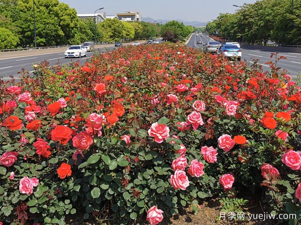 義烏月季市花文化和景觀圖集(圖3)