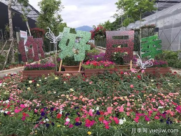 莆田月季市花文化和景觀圖集(圖1)