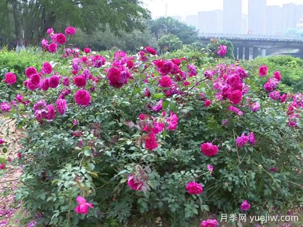 莆田月季市花文化和景觀圖集(圖2)