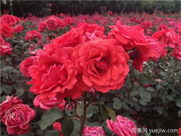 ?寶雞看月季花，就到寶雞植物園(圖1)