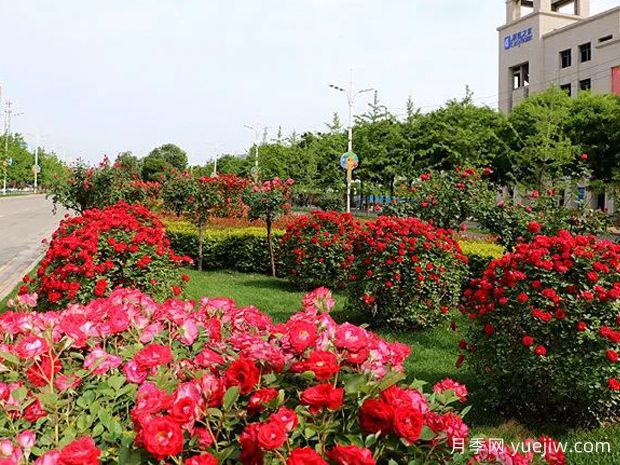 銅川月季市花文化和景觀圖集(圖2)