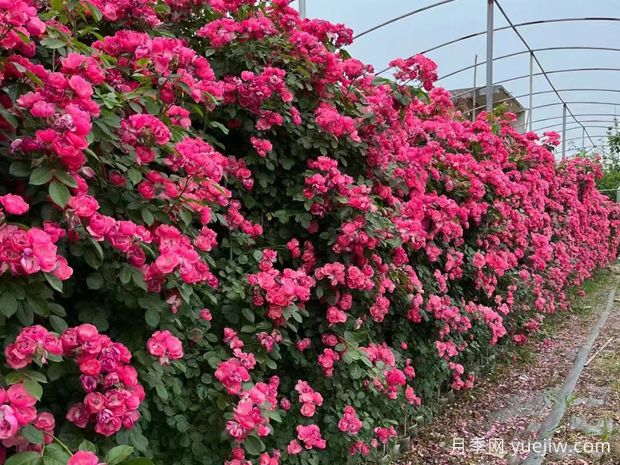 安吉拉月季藤本花海俗稱(chēng)，一棵就是一面花墻(圖2)