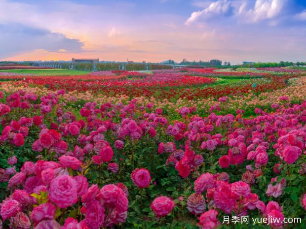 一朵月季花種出大產業(yè)，春節(jié)期間南陽石橋鎮(zhèn)靜候花開(圖3)