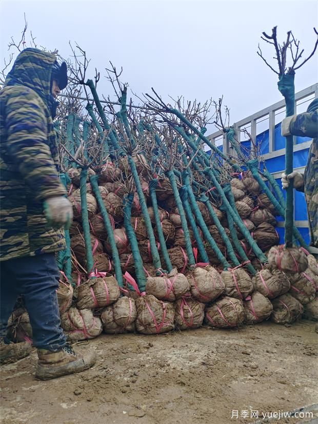 2000棵普貨樹(shù)狀月季出發(fā)美化湖北景區(qū)(圖2)