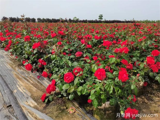 豐花地被北京紅月季，園林綠化廣泛用(圖2)