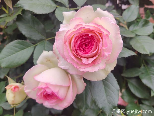 輕松區(qū)分月季、玫瑰和薔薇ROSE三姐妹，不再迷茫于愛(ài)情花海(圖3)