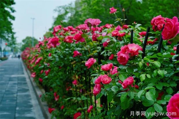 輕松區(qū)分月季、玫瑰和薔薇ROSE三姐妹，不再迷茫于愛(ài)情花海(圖6)