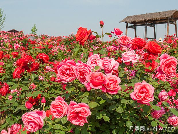 月季和玫瑰是同一種花卉嗎？(圖1)