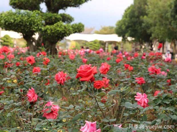 肇慶牌坊公園大片月季花開成海，游客沉醉初春美景(圖2)