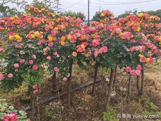 五色藤彩虹樹狀月季多規(guī)格美化園林庭院(圖1)