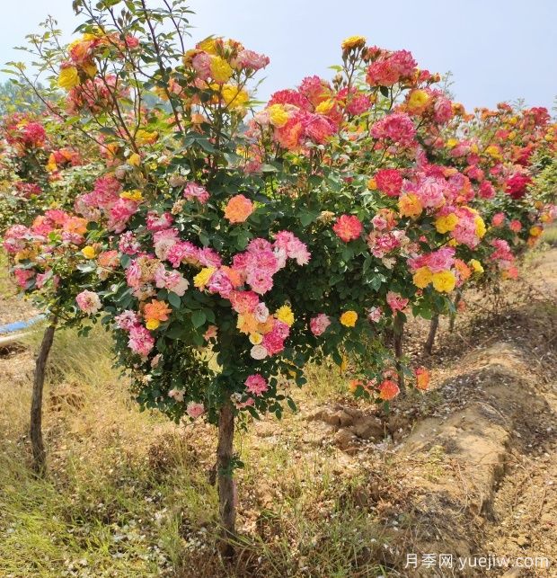 五色藤彩虹樹狀月季多規(guī)格美化園林庭院(圖5)