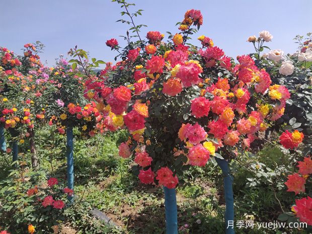 五色藤彩虹樹狀月季多規(guī)格美化園林庭院(圖2)