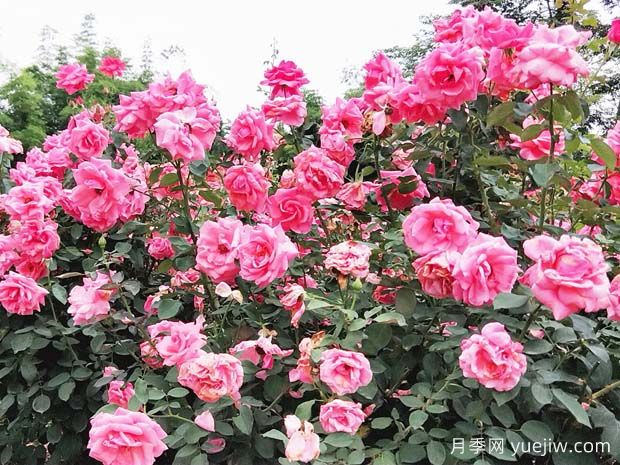 綿陽(yáng)月季市花文化和景觀(guān)圖集(圖4)