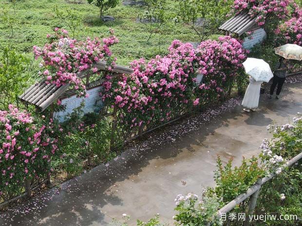 瀘州合江忠孝佛手園，月季花開美景入畫來(圖1)