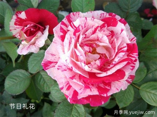 瀘州龍馬潭月季花綻放，繽紛絢麗火出圈(圖1)