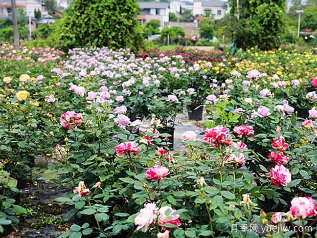 瀘州龍馬潭月季花綻放，繽紛絢麗火出圈(圖2)