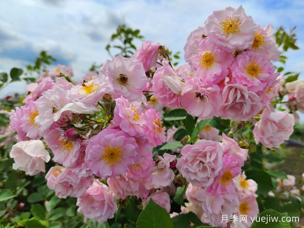 薔薇之美，綻放的絢爛與雋永的韻味(圖1)