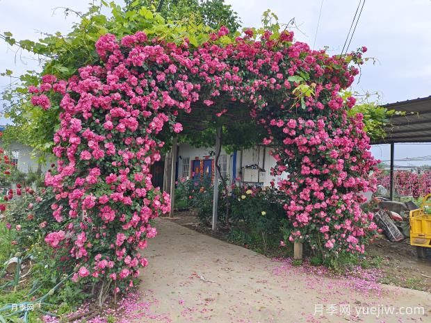 春季月季修剪及月季花園營造(圖2)