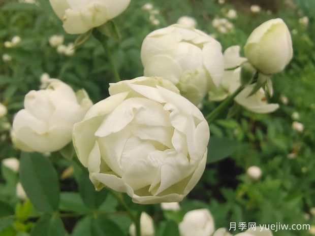 木香花，紅黃橙白木香，爬藤界的鼻祖(圖3)