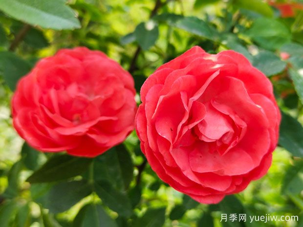 木香花，紅黃橙白木香，爬藤界的鼻祖(圖1)