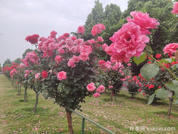 學(xué)會培育樹狀月季，美麗花園輕松擁有(圖3)