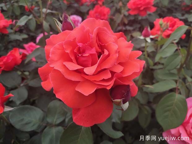 月季、玫瑰、薔薇之間有什么關(guān)系？(圖1)