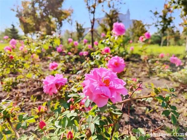 月季花開哈爾濱師大(圖2)