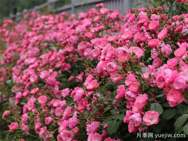 金華職院月季花墻，校園美麗多彩(圖1)