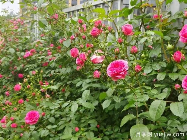 金華職院月季花墻，校園美麗多彩(圖3)