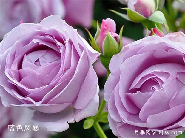 非常值得養(yǎng)的6種月季花，花美抗病四季開花(圖3)