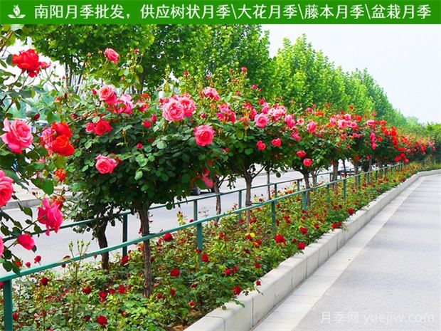 道路綠化帶中常見的開花的樹有什么？(圖1)