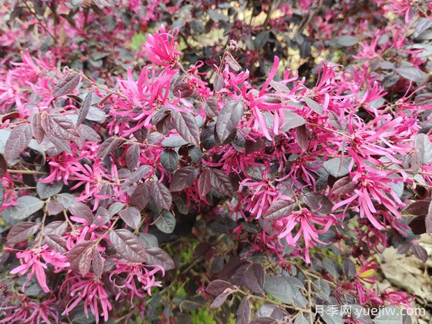 紅花繼木種植技術(shù)(圖1)