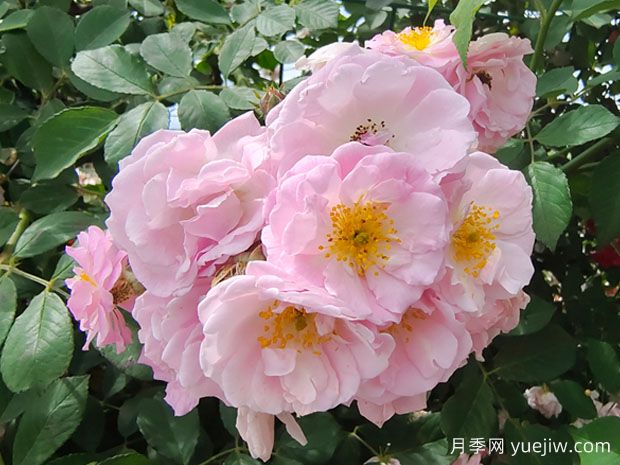 ?薔薇如何開花繁茂？薔薇花與月季花怎么區(qū)別？(圖1)