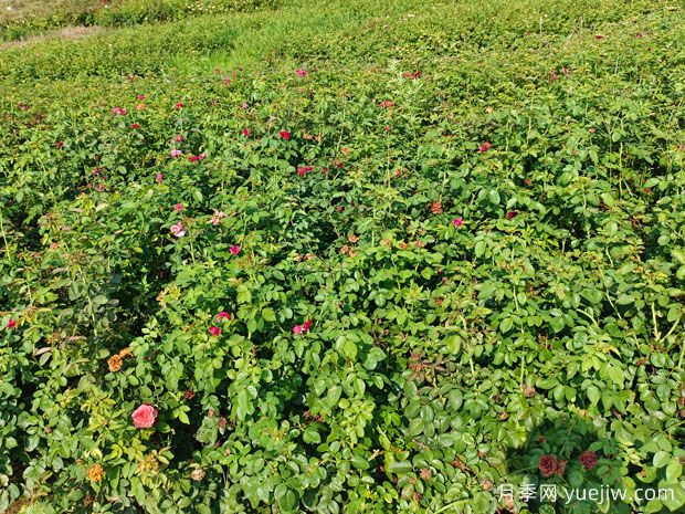 ?薔薇如何開花繁茂？薔薇花與月季花怎么區(qū)別？(圖2)