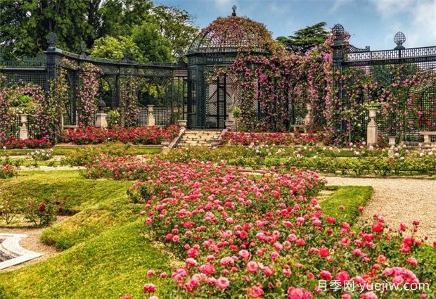 法國馬恩河谷玫瑰園，全球**座月季園(圖1)