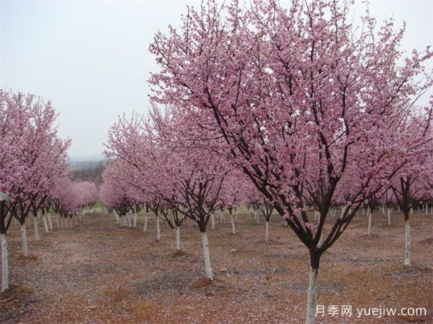 北方城市園林植物八品，一起來細品(圖1)