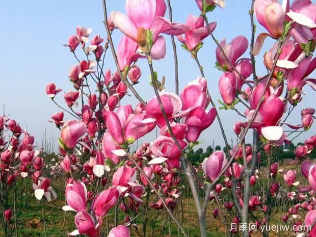 南召玉蘭，多像響徹中原的號(hào)角(圖1)