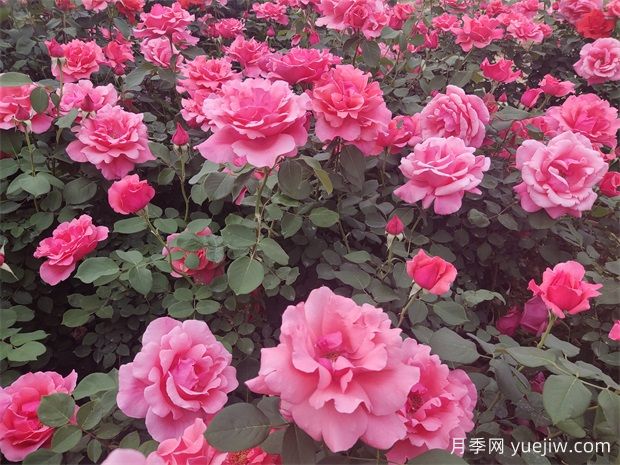 月季花介紹和月季花種類(圖1)