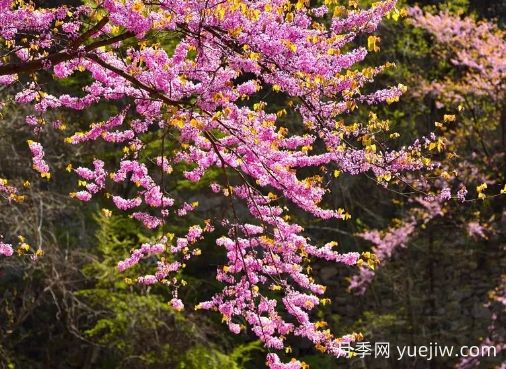 南陽賞花季來啦，2024年春季觀賞指南(圖1)