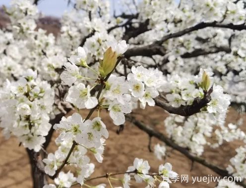 南陽賞花季來啦，2024年春季觀賞指南(圖2)