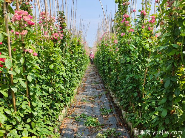 南陽藤本月季基地種植的***佳時間(圖2)