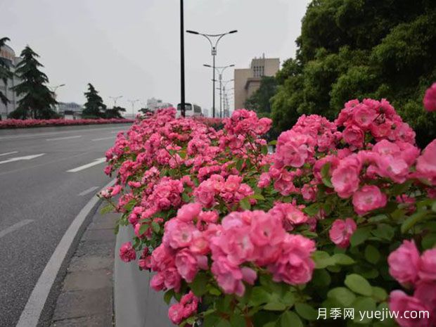 為何城市綠化帶都開始大規(guī)模栽植月季花？(圖2)