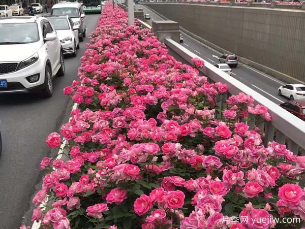 為何城市綠化帶都開始大規(guī)模栽植月季花？(圖3)