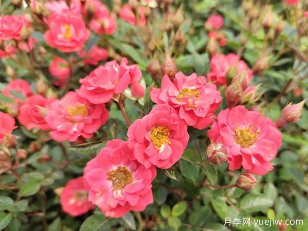 建個(gè)月季小花園，種盆栽月季，品茶賞花(圖1)