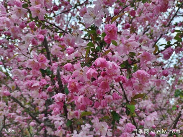 海棠花養(yǎng)護(hù)秘籍，打造繁花似錦的美景(圖1)