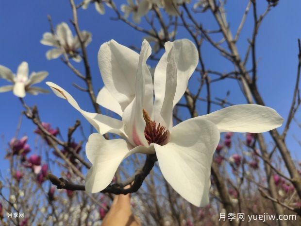 玉蘭花的品種很多，該如何區(qū)分？(圖1)