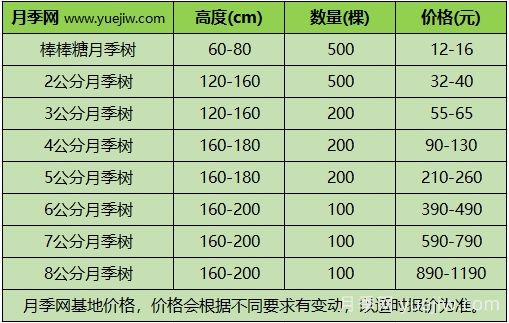 2024年不同規(guī)格月季樹多少錢一棵？樹狀月季價(jià)格表？(圖3)